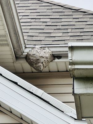 Enviro-Pro Professional Pest Management