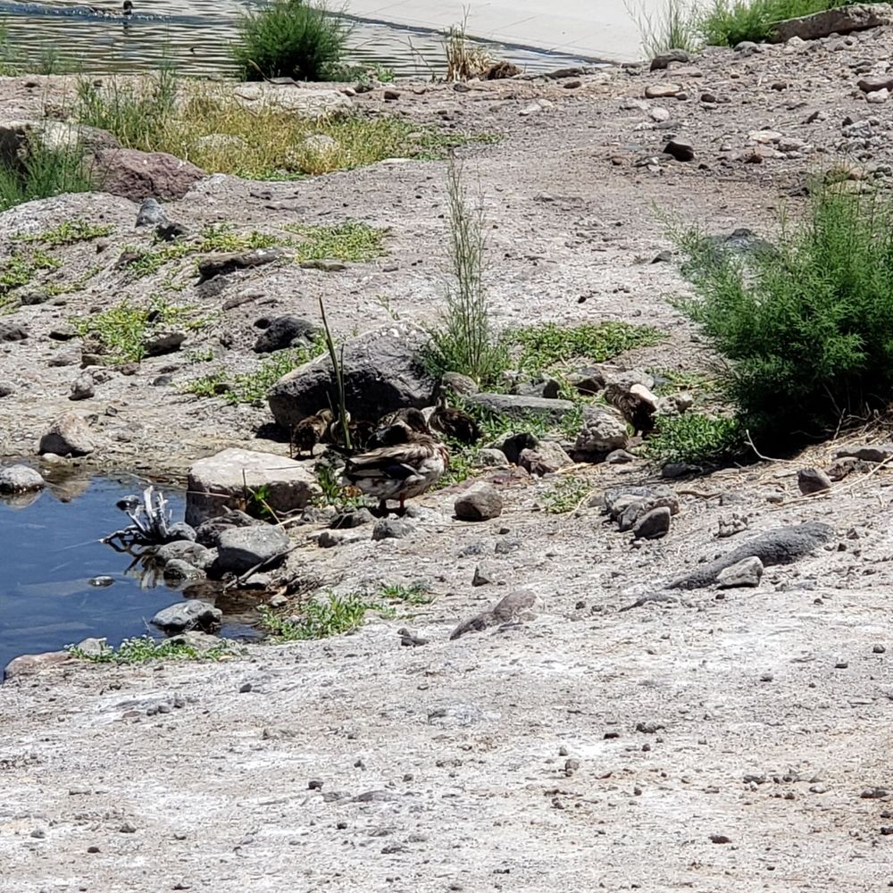 Cornerstone Park - Ducks - Lakes Near Me - Henderson, Nevada