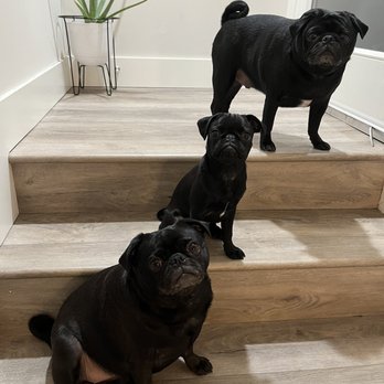 Shay's Behavioral Dog Training - Pet Training Near Me