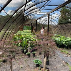 Kennemore Wholesale Nursery