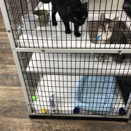 Kitties Kitties