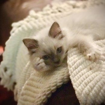 Fur Real Ragdolls - I love my new family - Pet Breeders Near Me Fur Real Ragdolls - I love my new family - Pet Breeders Near Me