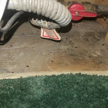 Edelweiss Lodge - Mouse droppings all over the rooms. - Vacation Rentals Near Me - Mammoth Lakes, California Edelweiss Lodge - Mouse droppings all over the rooms. - Vacation Rentals Near Me - Mammoth Lakes, California