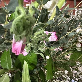 Flowers by Alison - Dead - Florists Near Me - Ocean City, Maryland Flowers by Alison - Dead - Florists Near Me - Ocean City, Maryland