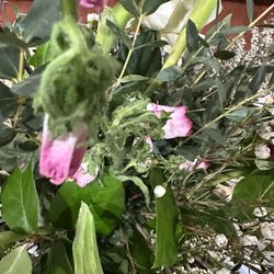 Flowers by Alison - Dead