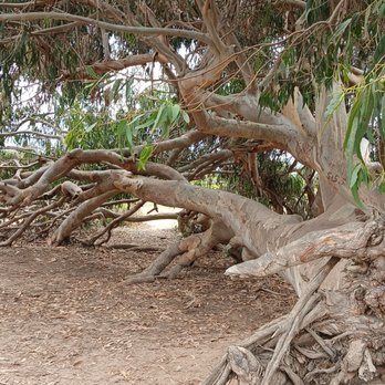 Carpinteria Bluffs Nature Preserve - Eucalyptus trees - Hiking Near Me - Carpinteria, California