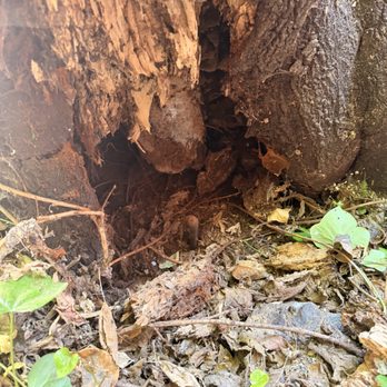 Ramces Tree Services - Tree Services Near Me