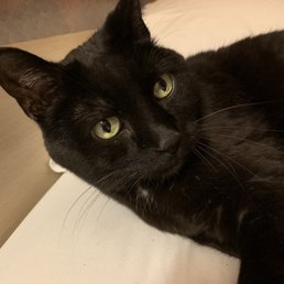 Rosie the cat.