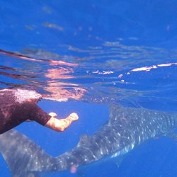 Flip Concierge and Tours - Whale shark season From
cozumel June-Sept