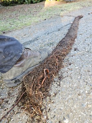 American Rooter Sewer & Drain Service