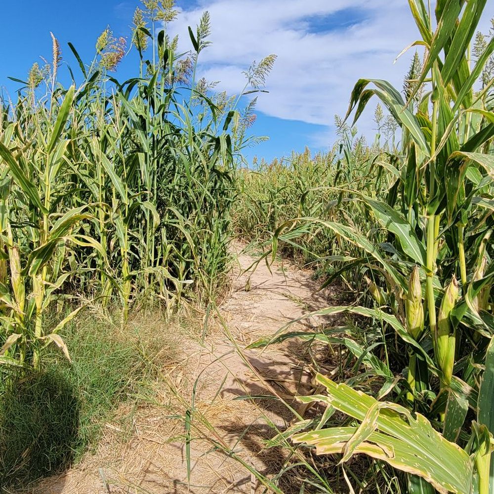 Moapa Valley Cornmaze - Attraction Farms Near Me - Logandale, Nevada