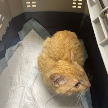 Long Beach Animal Hospital - Veterinarians Near Me - Long Beach, California