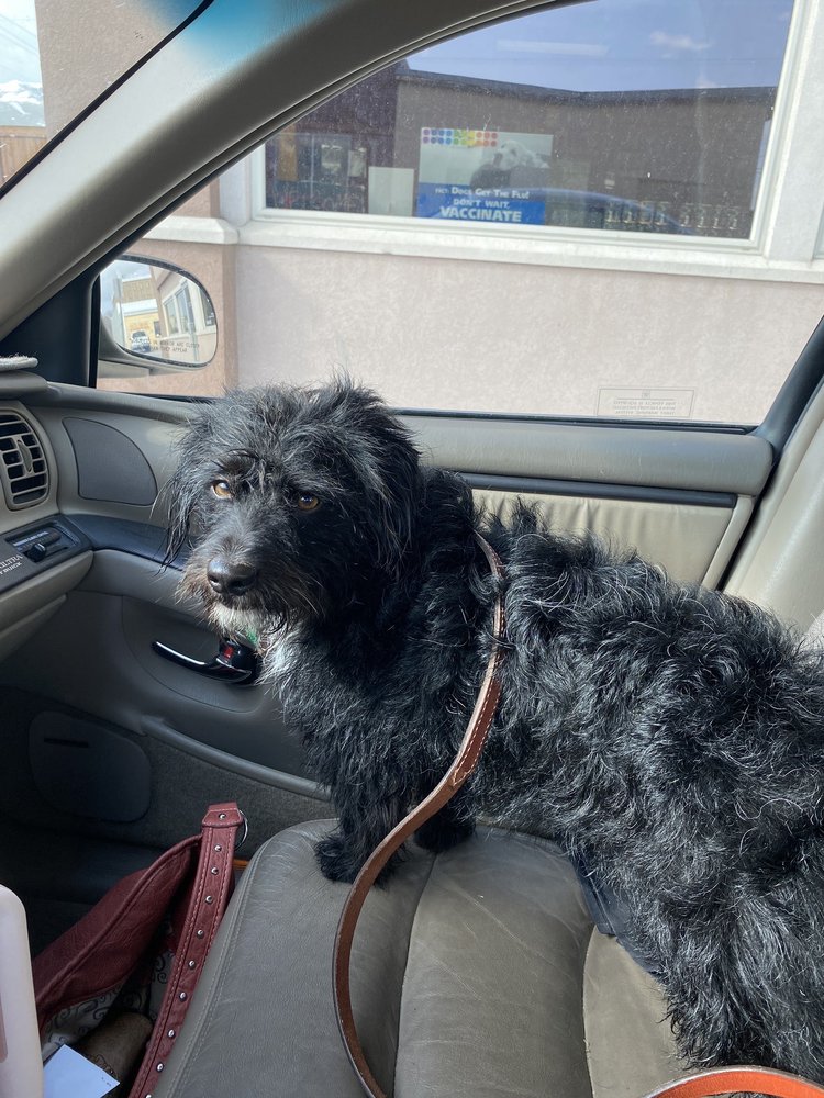 POCATELLO PET LODGE Updated September 2024 31 Photos & 18 Reviews