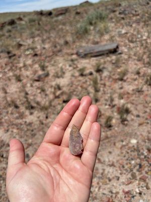 Petrified Forest National Wilderness Area by null