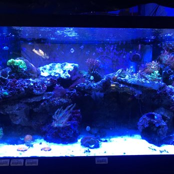 Animal Instincts Aquarium Pet Center 11 Reviews Pet Stores 811 Plymouth Ave Fall River Ma Phone Number