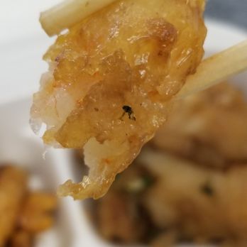Panda Express - Does this look like a gnat to yu? Everyone here has terrible eyesight so maybe yu should judge this one for yourself. - Chinese Near Me - Honolulu, Hawaii Panda Express - Does this look like a gnat to yu? Everyone here has terrible eyesight so maybe yu should judge this one for yourself. - Chinese Near Me - Honolulu, Hawaii