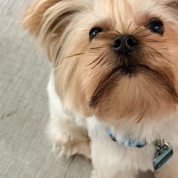Hello Pets Groomers - Pet Groomers Near Me