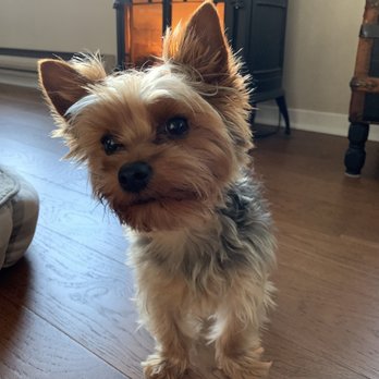 Kinetic Canine Solutions - Before - Pet Groomers Near Me - Victoria, British Columbia