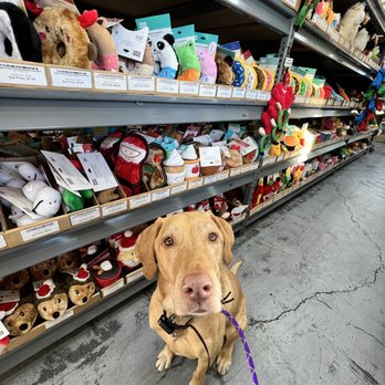 Dog Supplies Outlet - I love the vast variety of holiday toys for the doggos. - Pet Stores Near Me - Henderson, Nevada Dog Supplies Outlet - I love the vast variety of holiday toys for the doggos. - Pet Stores Near Me - Henderson, Nevada