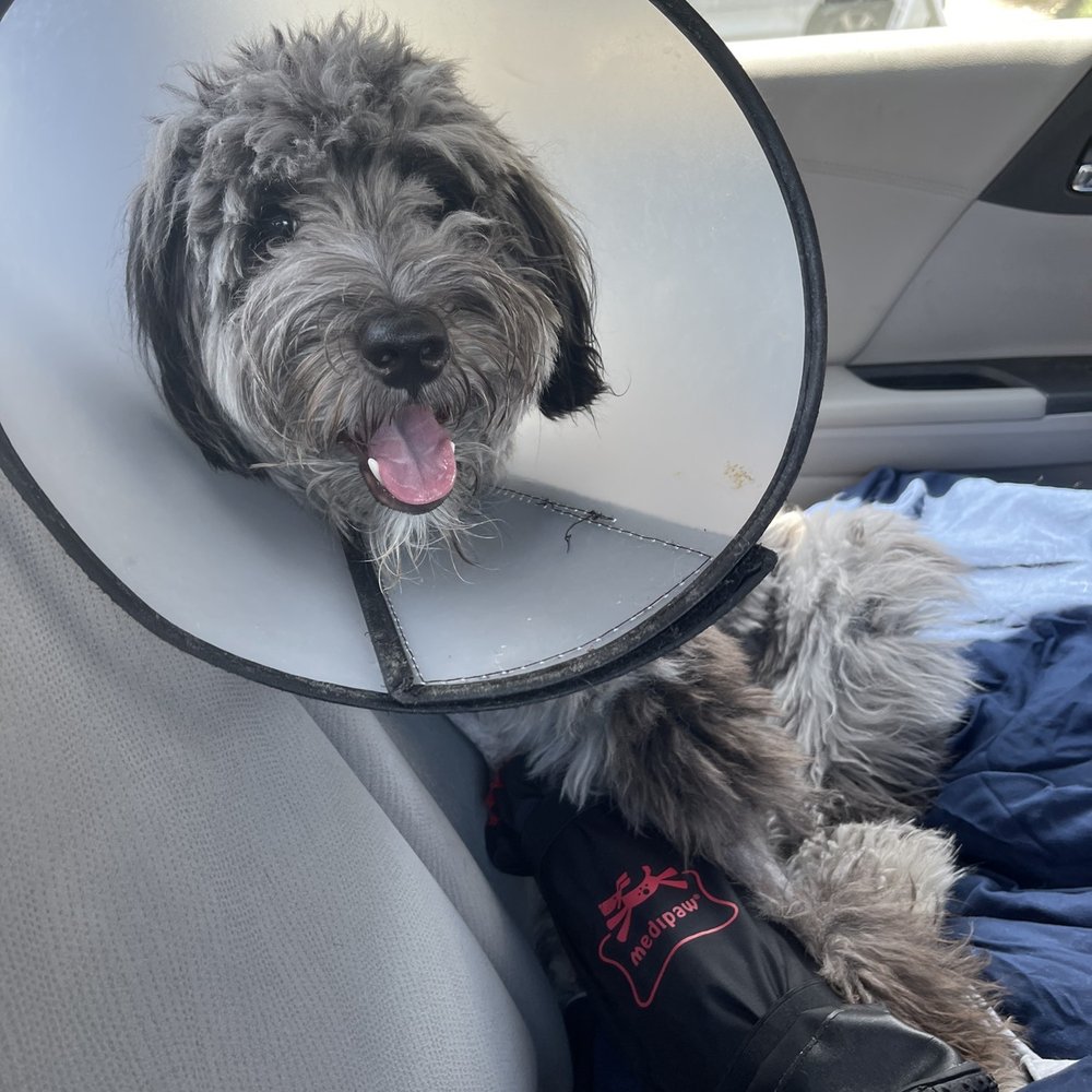 Veterinary Surgical Centers - Veterinarians Near Me - Vienna, Virginia Veterinary Surgical Centers - Veterinarians Near Me - Vienna, Virginia