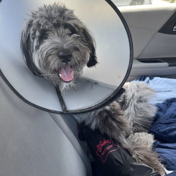 Veterinary Surgical Centers - Veterinarians Near Me - Vienna, Virginia Veterinary Surgical Centers - Veterinarians Near Me - Vienna, Virginia