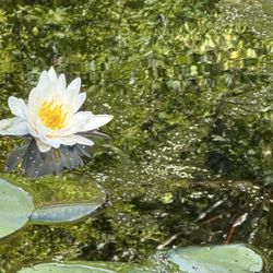 Flanders Nature Center - Lily in a pond