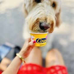 COWS - Baci x Cow
