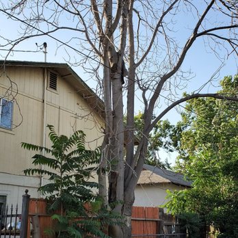 Salas Tree Service - Trees before... - Tree Services Near Me - Bakersfield, California Salas Tree Service - Trees before... - Tree Services Near Me - Bakersfield, California