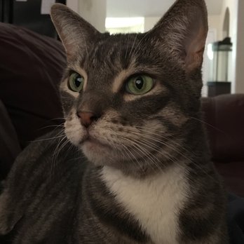 lasting paws pet memorial service