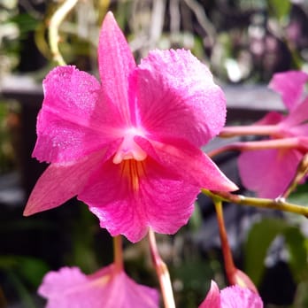 Kawamoto Orchid Nursery - Broughtonia sanguinea 'Red Star' X 'Pink Moon' - Nurseries & Gardening Near Me - Honolulu, Hawaii Kawamoto Orchid Nursery - Broughtonia sanguinea 'Red Star' X 'Pink Moon' - Nurseries & Gardening Near Me - Honolulu, Hawaii