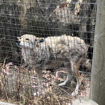 Sonoma County Wildlife Rescue - Three legged Coyote - Animal Shelters Near Me - Petaluma, California Sonoma County Wildlife Rescue - Three legged Coyote - Animal Shelters Near Me - Petaluma, California