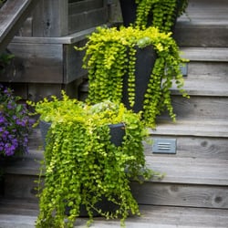 Gardens by Romi