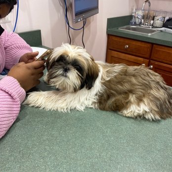 Family Veterinary Clinic - Check up time - Veterinarians Near Me - Gambrills, Maryland