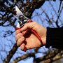 Photo of Tree and Ladder Home Orchard Care