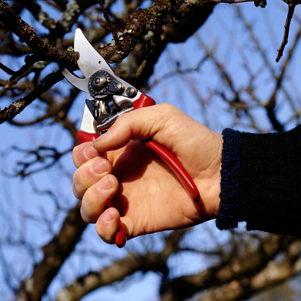Tree and Ladder Home Orchard Care - tree service in Portland, OR