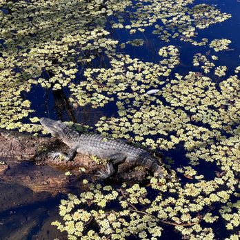Lettuce Lake Park - Sunbathing. - Parks Near Me - Tampa, Florida