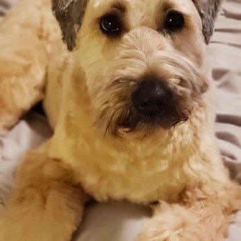 Happy Dog! Mobile Grooming - Finn looks so handsome. Thanks, Karen! - Pet Groomers Near Me