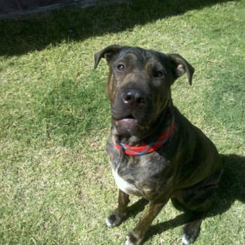 Happy Tails Pet Sitting Services - Dog Walkers Near Me Happy Tails Pet Sitting Services - Dog Walkers Near Me