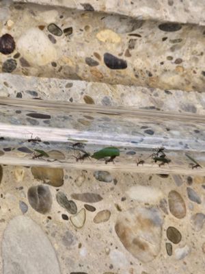 Haus des Meeres (House of the Sea) by null