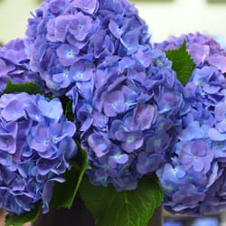 Lane Florist