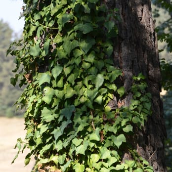 Sacred Mountain Retreat - Vine covered oak tree - Venues & Event Spaces Near Me - Julian, California Sacred Mountain Retreat - Vine covered oak tree - Venues & Event Spaces Near Me - Julian, California