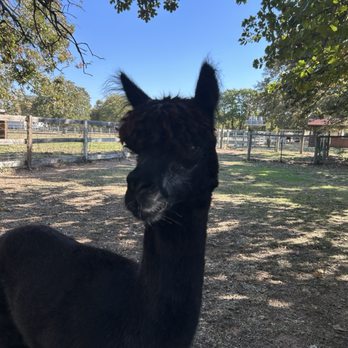 Nana's pacas - Attraction Farms Near Me - Flower Mound, Texas