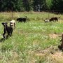 Photo of Country Livin' Dog Daycare & Kennels, LLC