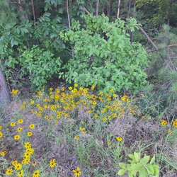 God's Country Resort - Beautiful flowers in the unmannicured fileds