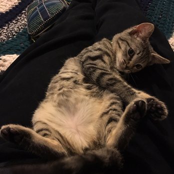 East Bay SPCA - Dublin - He's happy to be home - Animal Shelters Near Me - Dublin, California