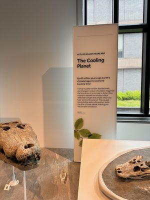 Yale Peabody Museum by null