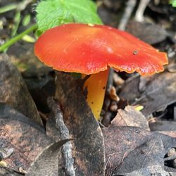 Lake Chabot Regional Park - Little mushrooms in the winter