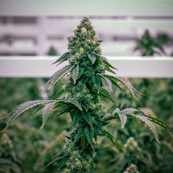 CNA Stores - Claravita premium flower line from CNA Stores. Produced here in Amesbury MA. - Cannabis Dispensaries Near Me - Amesbury, Massachusetts CNA Stores - Claravita premium flower line from CNA Stores. Produced here in Amesbury MA. - Cannabis Dispensaries Near Me - Amesbury, Massachusetts