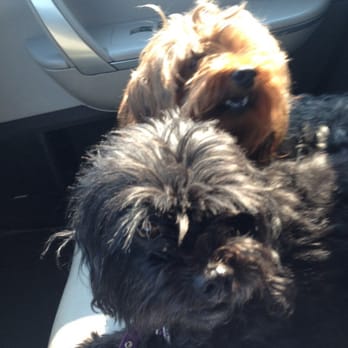 Nova's Ark Pet Care - Maggie & Marlee ready for their visit. - Pet Sitting Near Me - Minden, Nevada Nova's Ark Pet Care - Maggie & Marlee ready for their visit. - Pet Sitting Near Me - Minden, Nevada