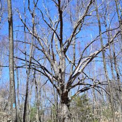 Canonchet Brook Preserve - Beautiful large tree